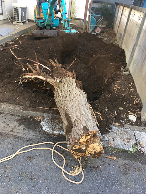 大木の伐採・伐根